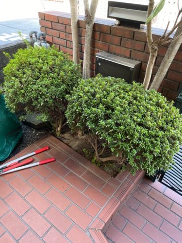 庭木の剪定・便利屋/三田市で庭木の剪定